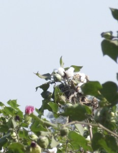 Cotton growing in Gujarat