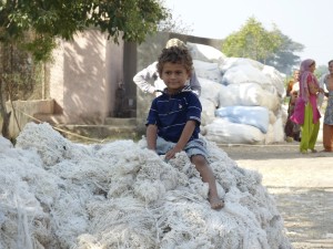 A child sits on raw cotton